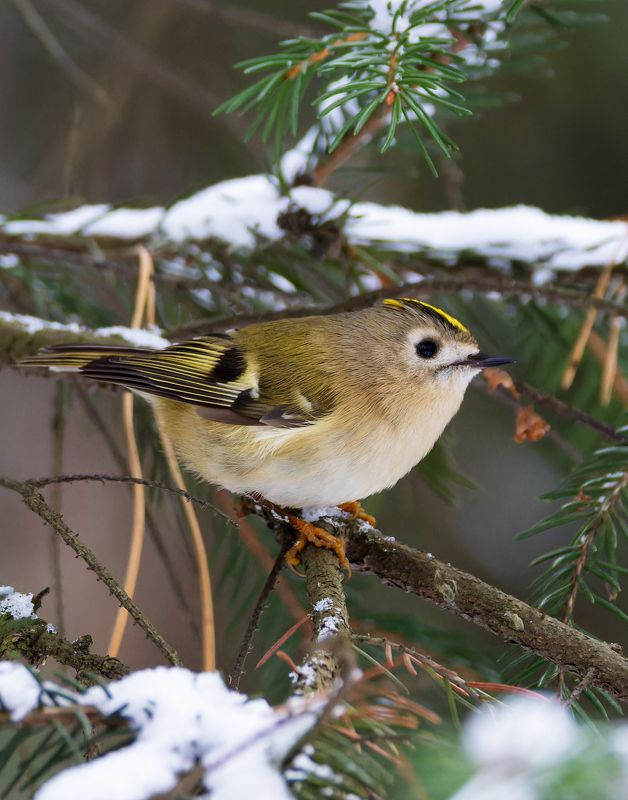 желтоголовый королек, королек, птицы, фото птиц Желтоголовый королек. (Regulus regulus) фото превью