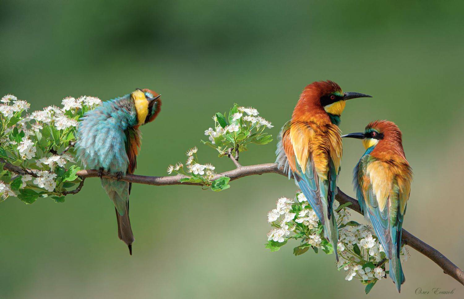 птицы щурки лето, Олег Есиков