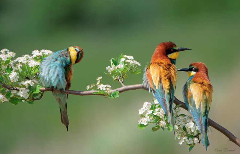 птицы щурки лето Дорогой, я хочу такой же купальник! фото превью