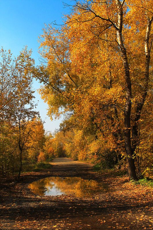осень, сибирь, россия .. фото превью