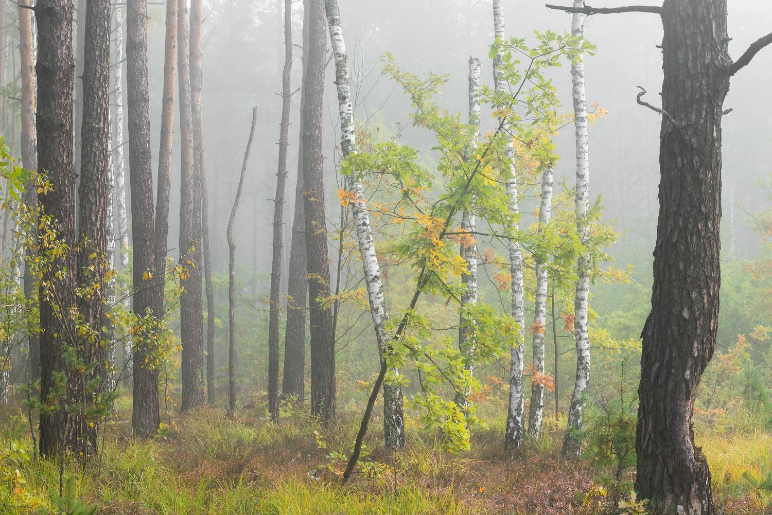 , Захаров Дмитрий