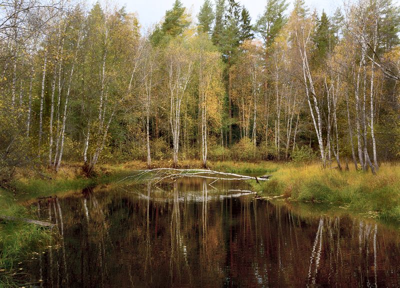 осень золотая фото превью