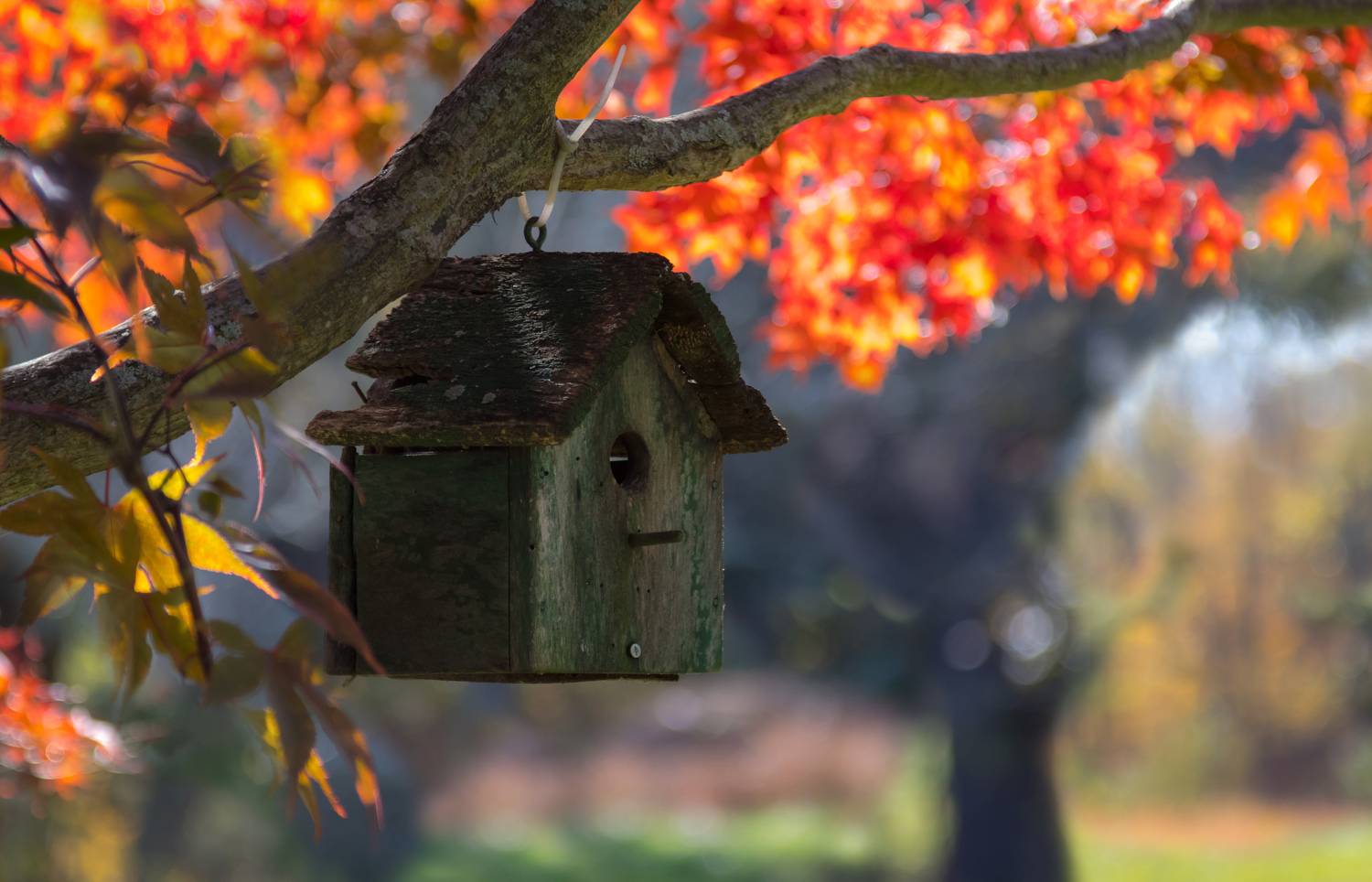природа,осень,деревья,листья,скворечник,боке,, Антонина Яновска