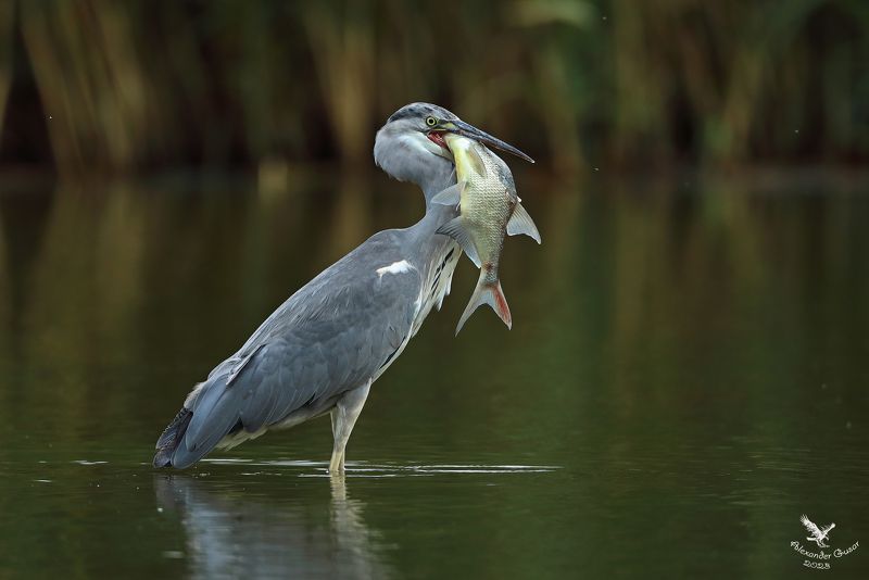 серая цапля. Рыбачка фото превью