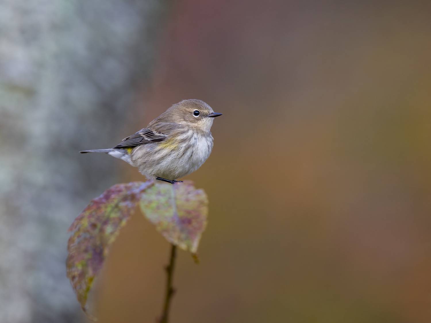 , Burgalin Sequeira Fernando