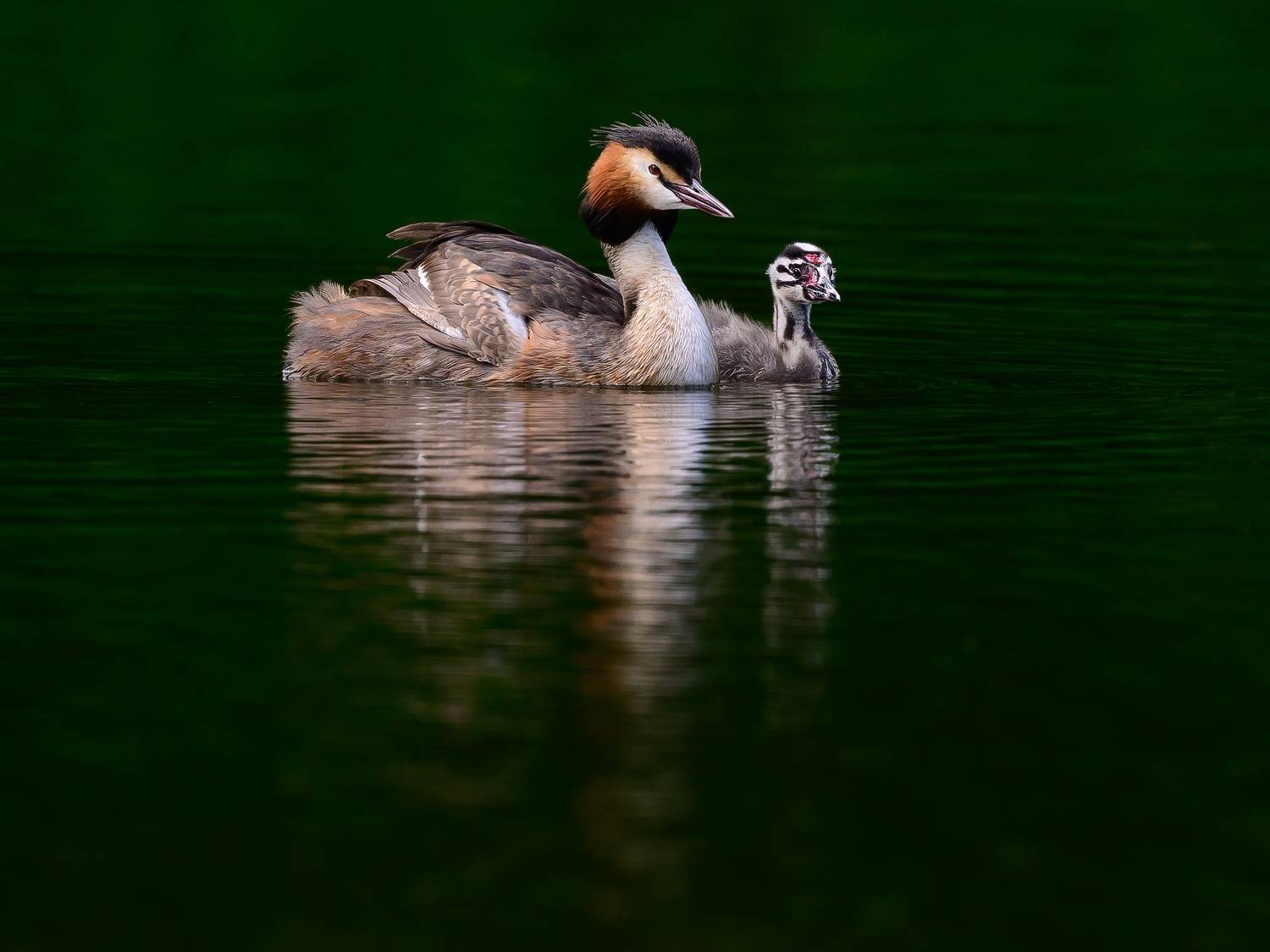 птицы, Пупонин Сергей