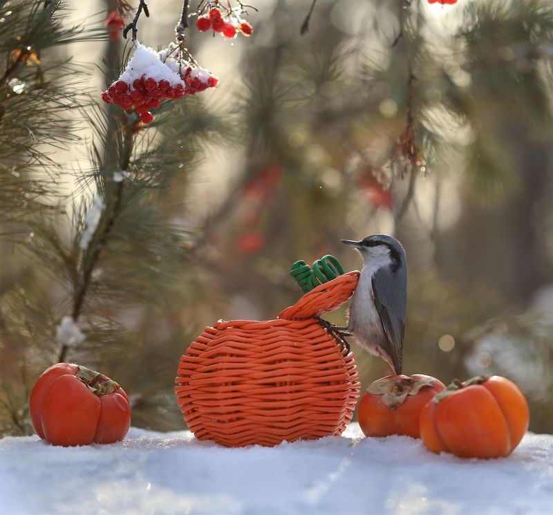 нерюнгри, поползень, якутия, птицы, женялевина, евгениялевина, птицыякутии, птицылевиной Как поползень корзину открывал!... И открыл! фото превью