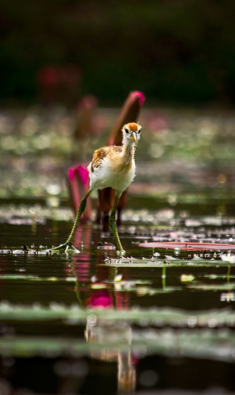 Bronze Winged Jacana фото превью
