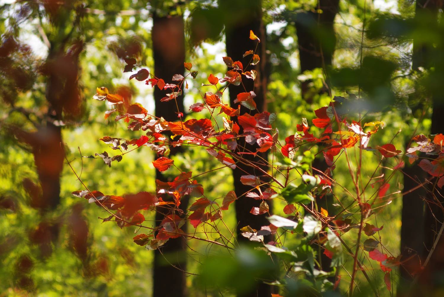 , Лысенко Сергей