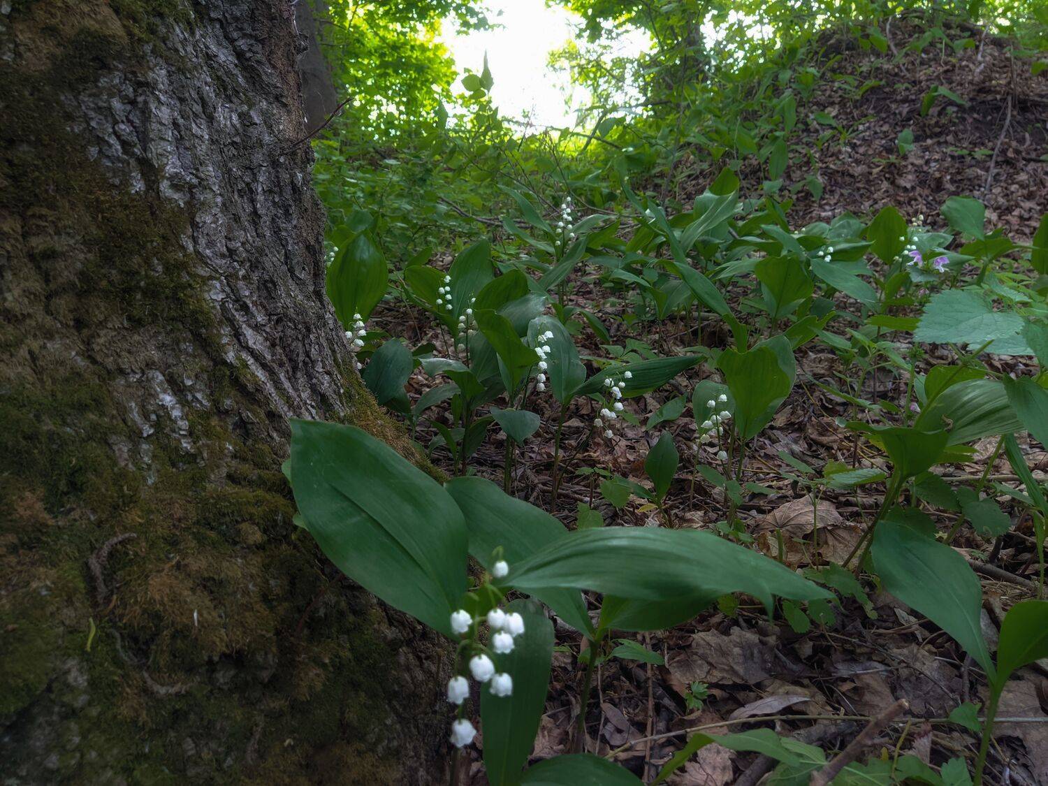 , Светлана Кондрашова
