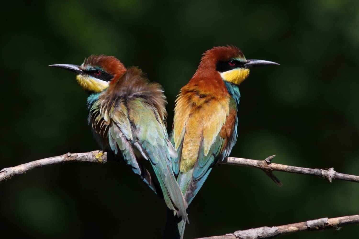 животные, природа, птицы, щурки, лето, анималистика, самарская область, Владимир Шебаршенко