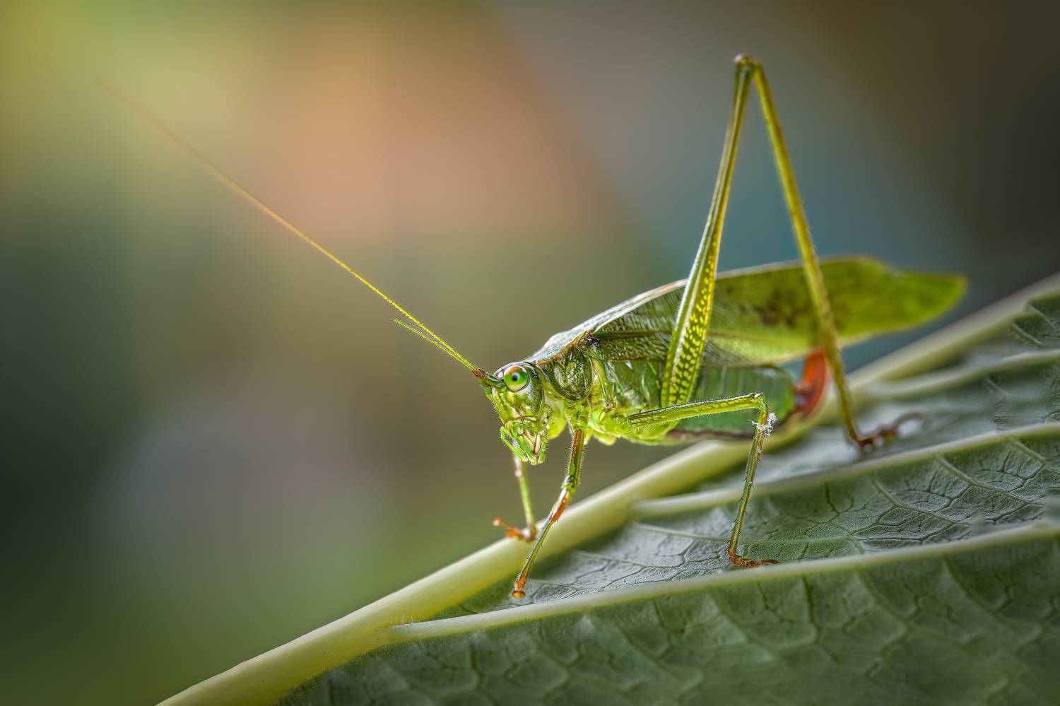 grasshopper, hopper, insect, macro, bug, grass, Atul Saluja