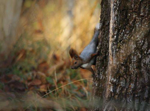 Завтрак белки..