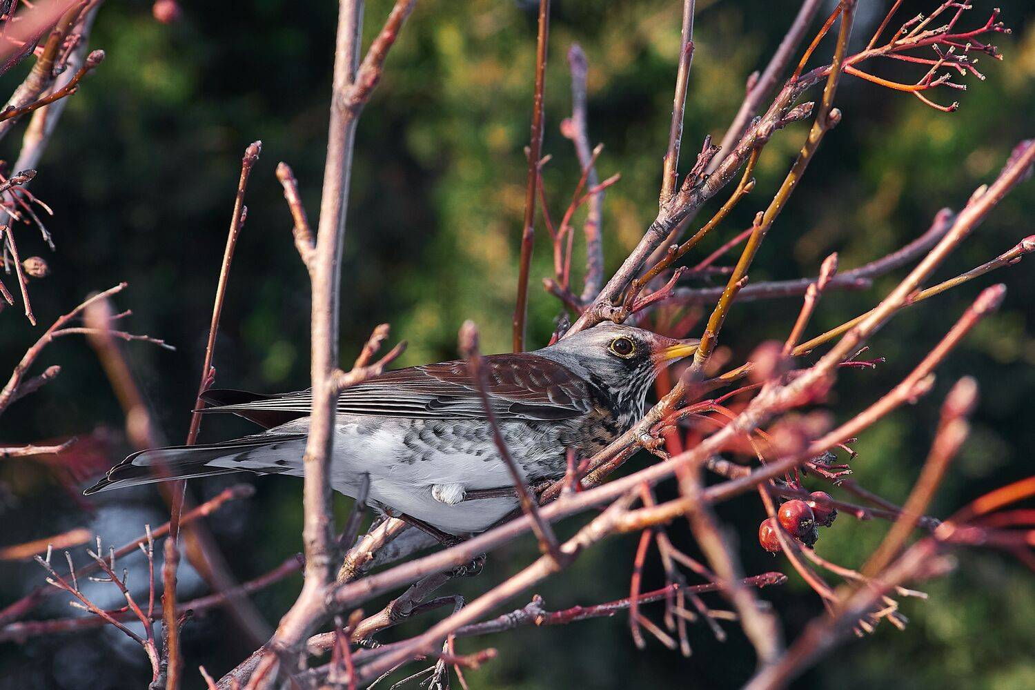 volgogad, russia, wildlife, bird, birds, birdswatching, volgograd, russia, wildlife, Turdus pilaris, , Сторчилов Павел