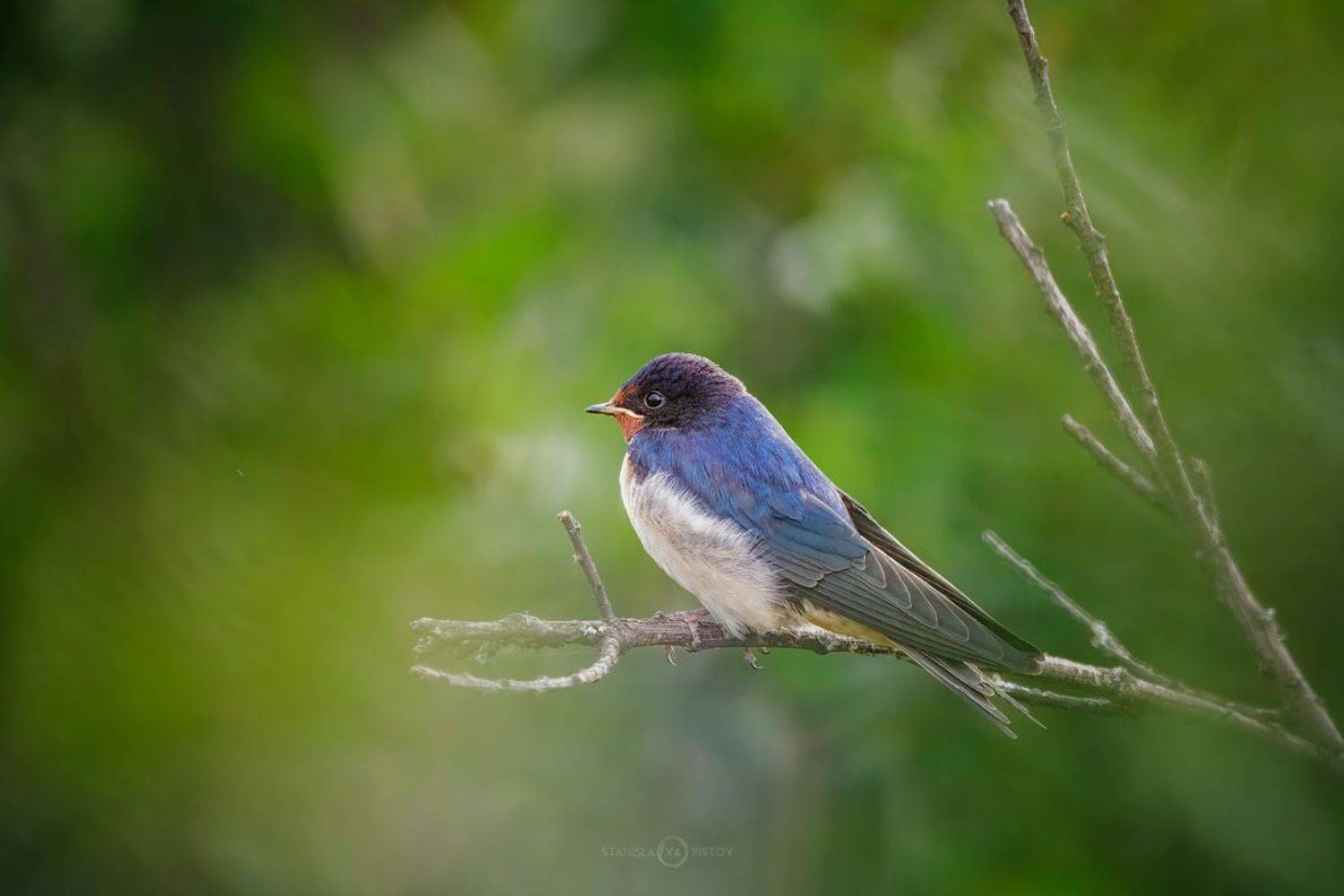 , Станислав Аристов