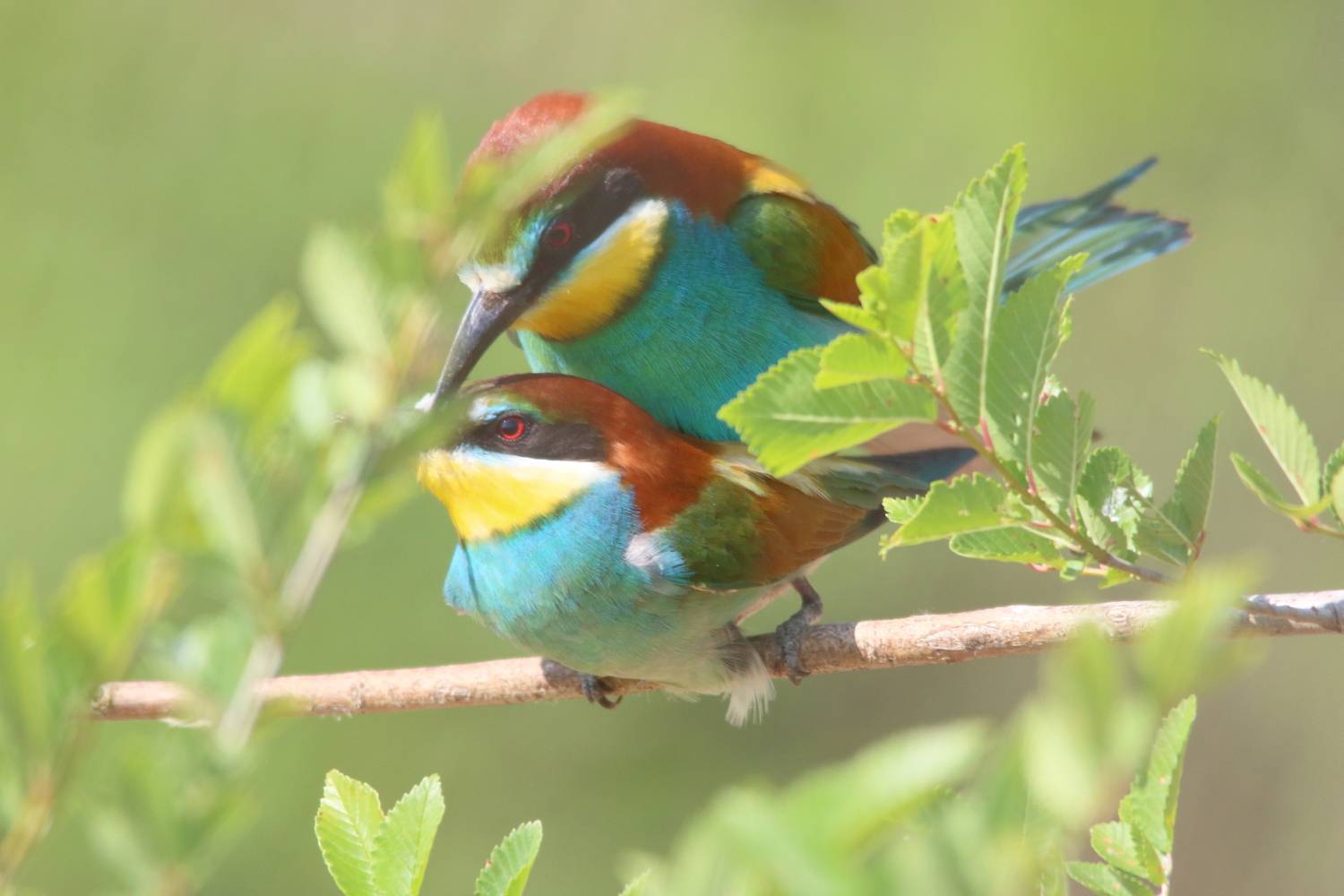животные, дикая природа, природа, птицы, щурки, весна, анималистика, Владимир Шебаршенко