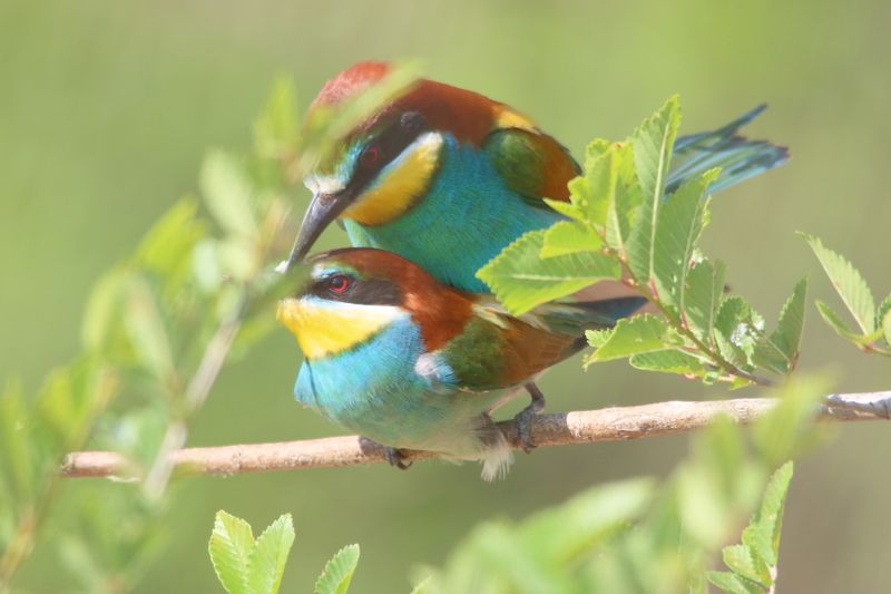 животные, дикая природа, природа, птицы, щурки, весна, анималистика Время любить фото превью