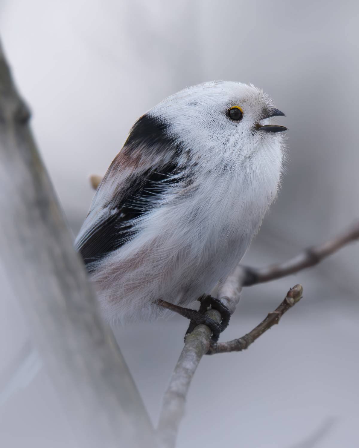 , Митин Дмитрий