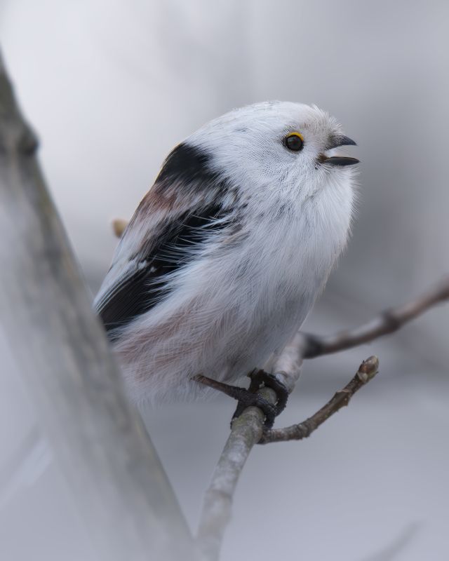 Ополовник или Длиннохвостая синица, Aegithalos caudatus фото превью