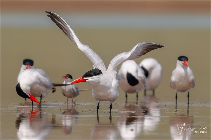 * * *  фото превью