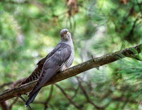 Ты сними, сними меня, фотограф!