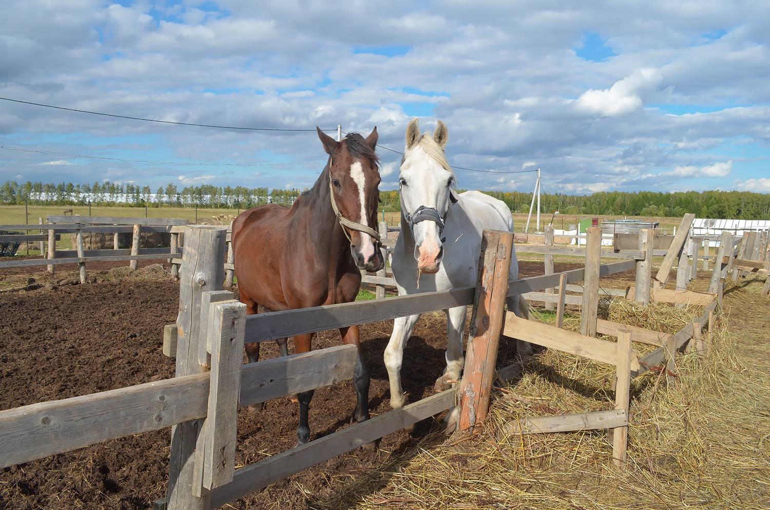 кони, КарОл