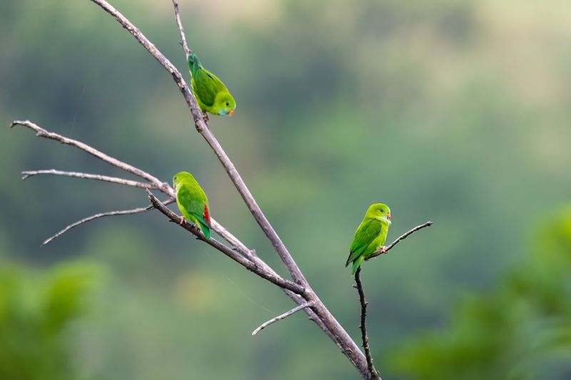 parrot, india, wildlifeofindia  Vernal Hanging Parrot  фото превью