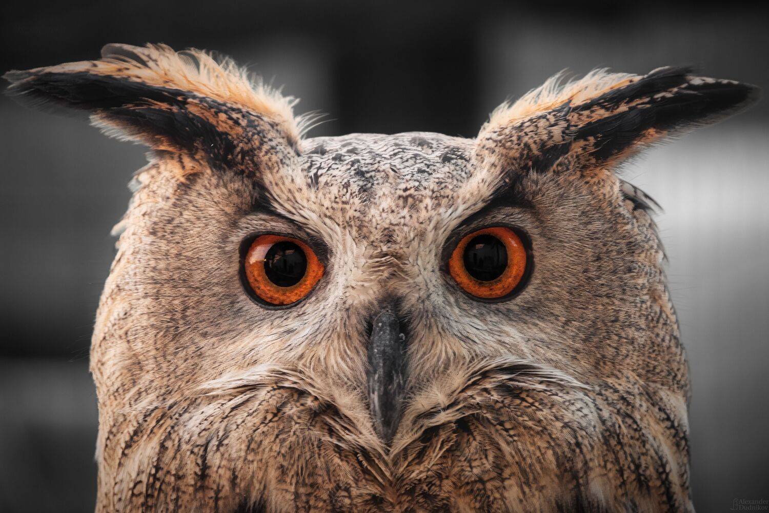 животные, птицы, филин, сова, портрет животного, animals, birds, animal portrait, aves, eagle-owl, bubo bubo, Дудников Александр