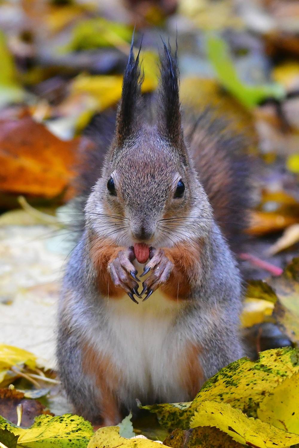 , Корнейчук Игорь