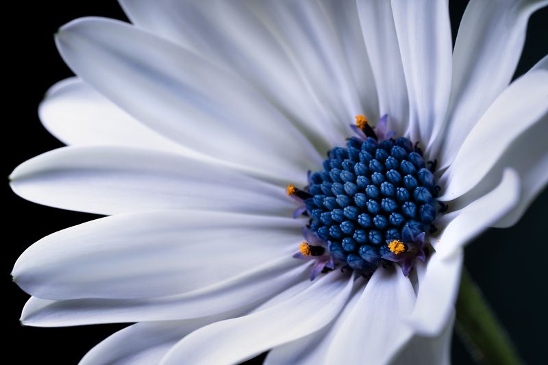 ромашка, лепестки, макро, цветок Синеглазая ромашка фото превью