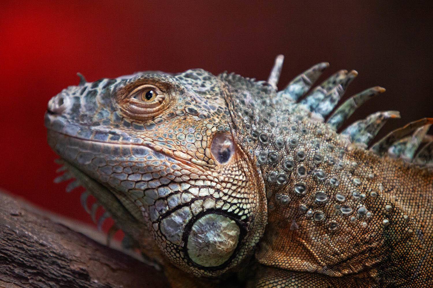 , mehdi karimi souderjani