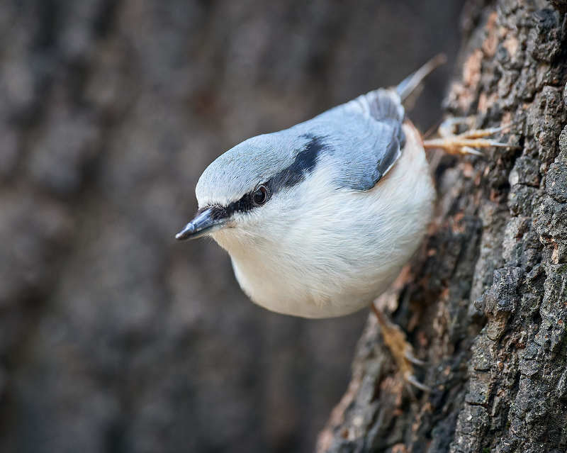 поползень маленькая птичка Любопытный поползень фото превью