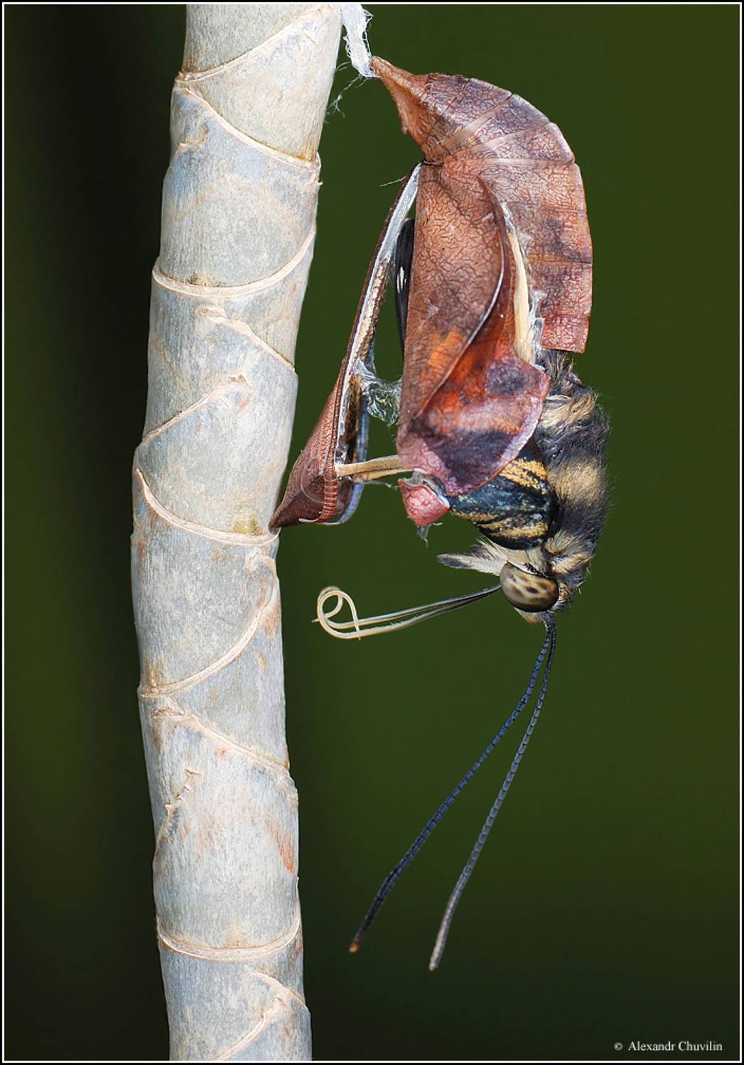 куколка,бабочка,коробочка,открылась, Александр Чувилин