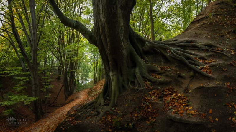 tree,beech,polish,beech forest,giant tree,nature,panoramic,panorama,landscape, On the wooden legs... фото превью