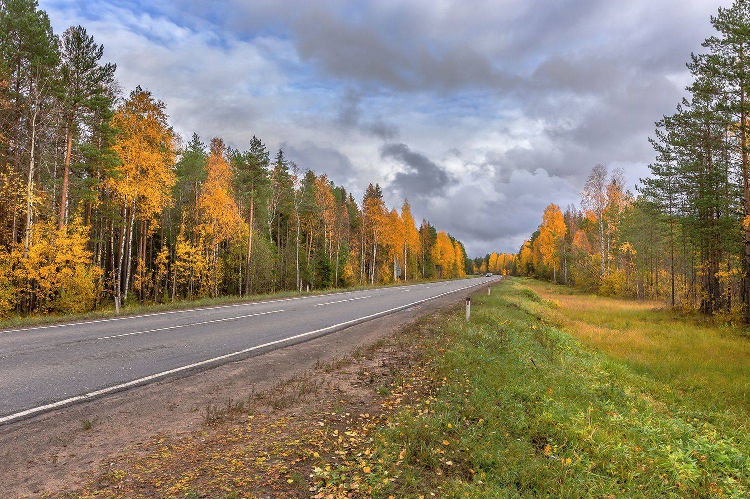 дорога, осень, лес, берёзы, жёлтые,, Анкудинов Леонид