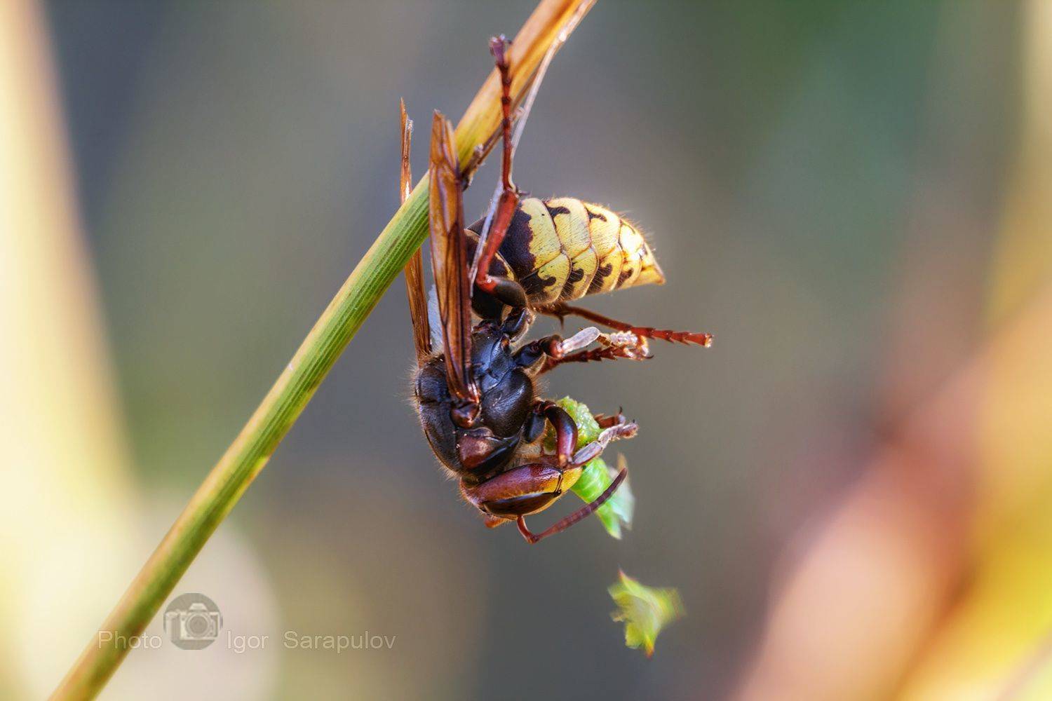шершень, фотоохота, фото на ходу, охота, оса, насекомое, макросъёмка, вверх ногами, vespa, macro, live for the story, kwanon photo,, Сарапулов Игорь