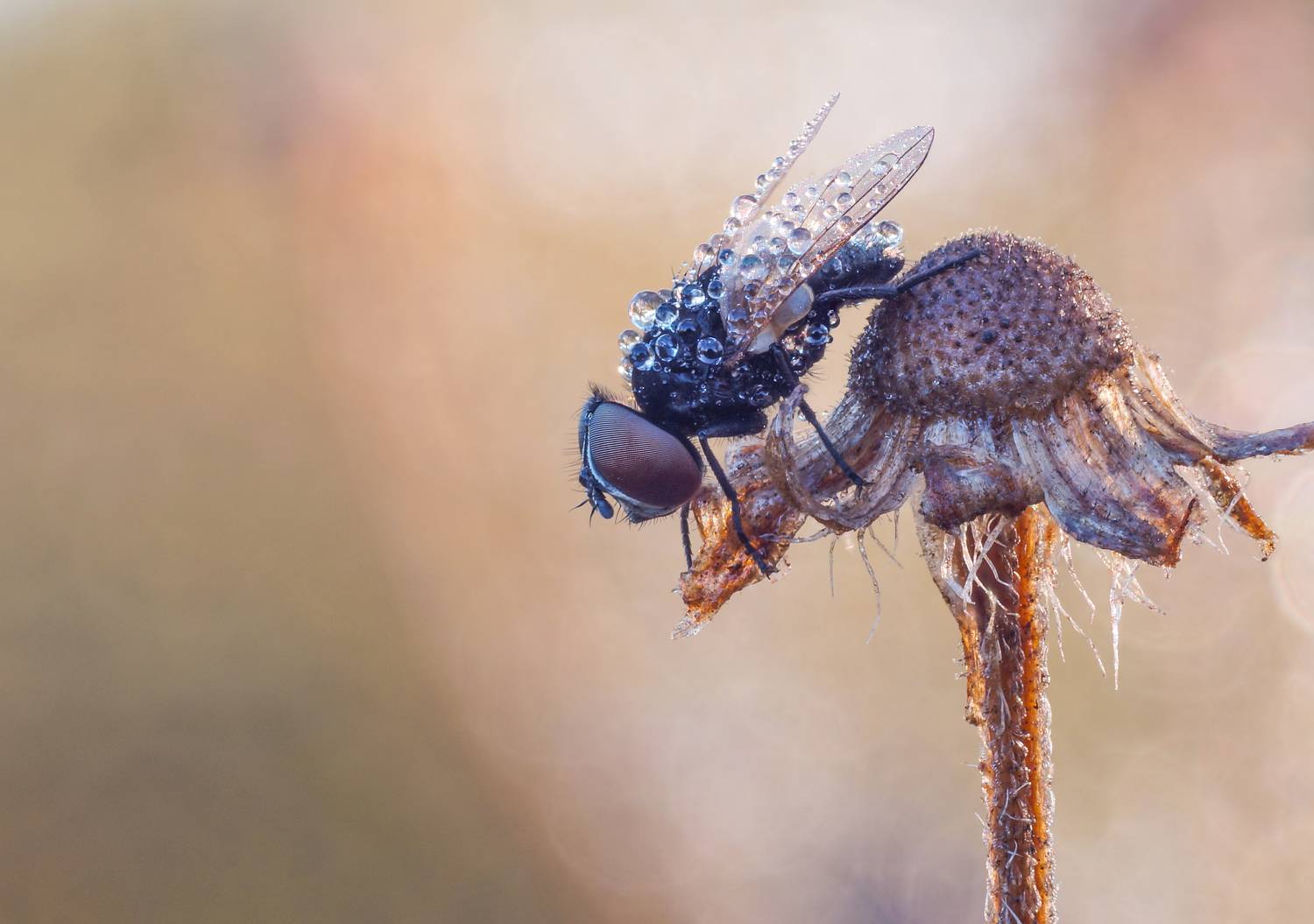 , Чепленко Алексей