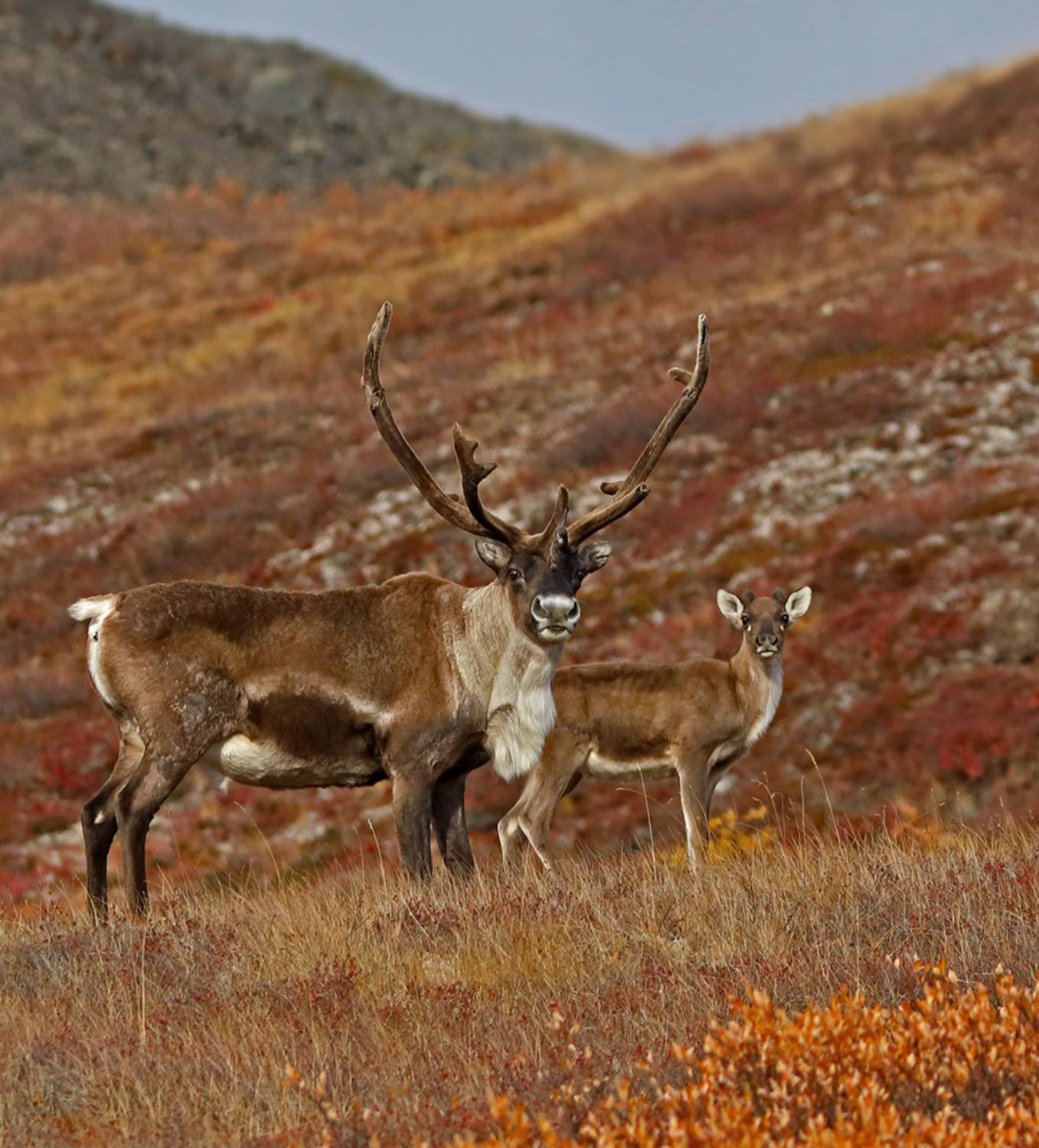 , Дмитрий Елисеев
