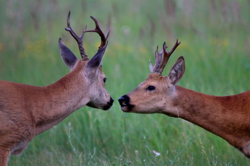животные, природа, звери, млекопитающие, копытные, косули, анималистика, самарская область Мужской разговор фото превью