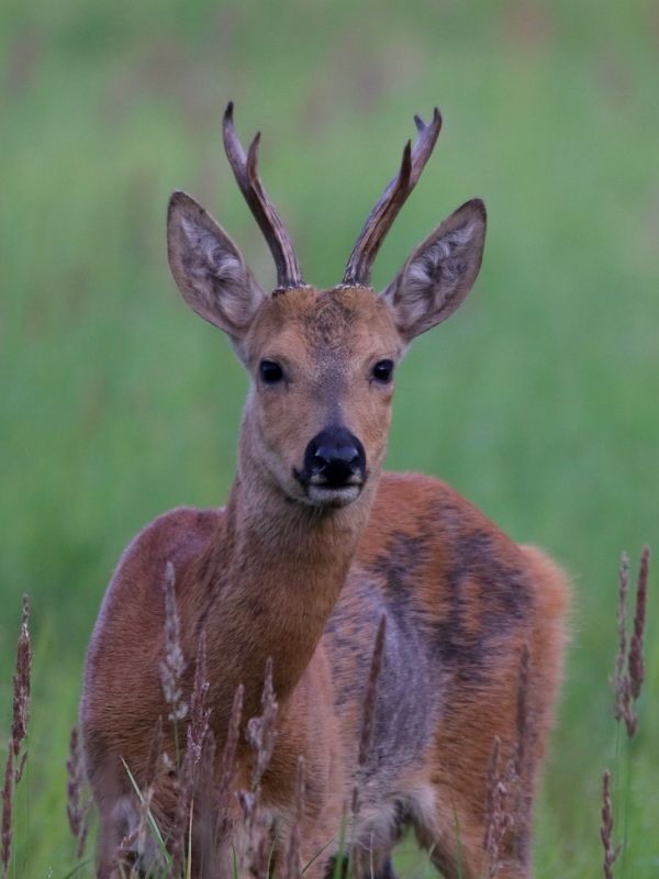 животные, дикая природа, природа, звери, млекопитающие, копытные, косуля, анималистика, самарская область Летним утром фото превью