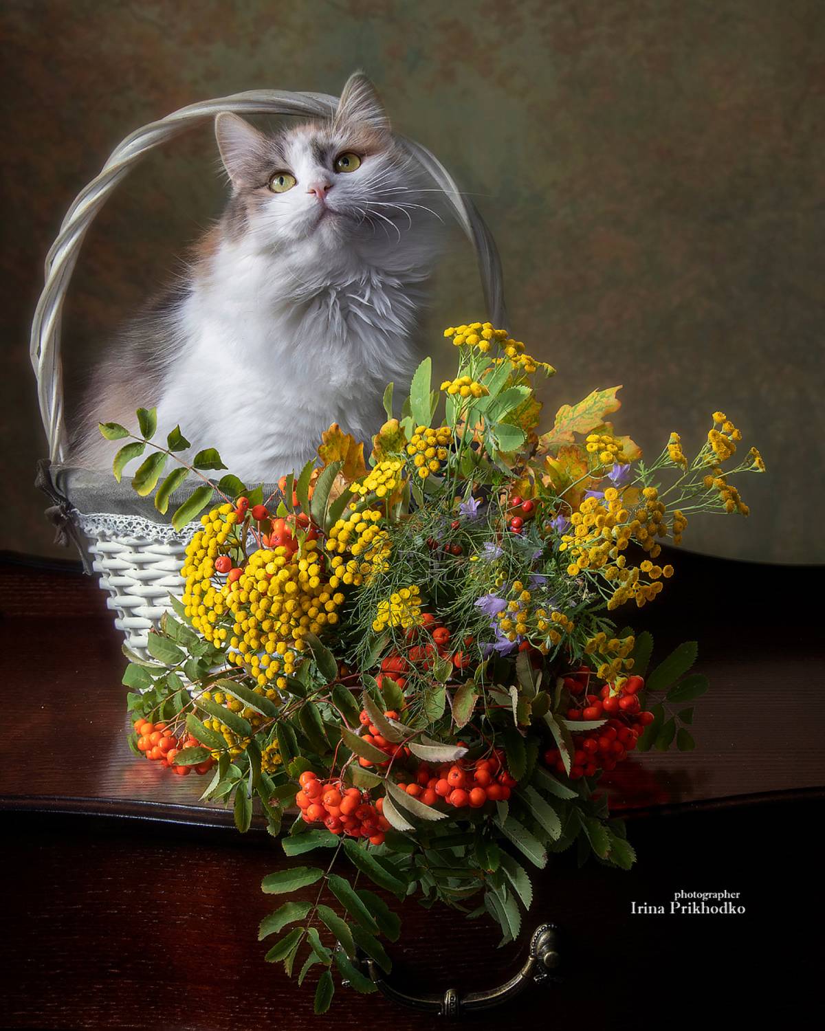 домашние животные, кошки, питомцы, забавные животные, осенний букет, Приходько Ирина