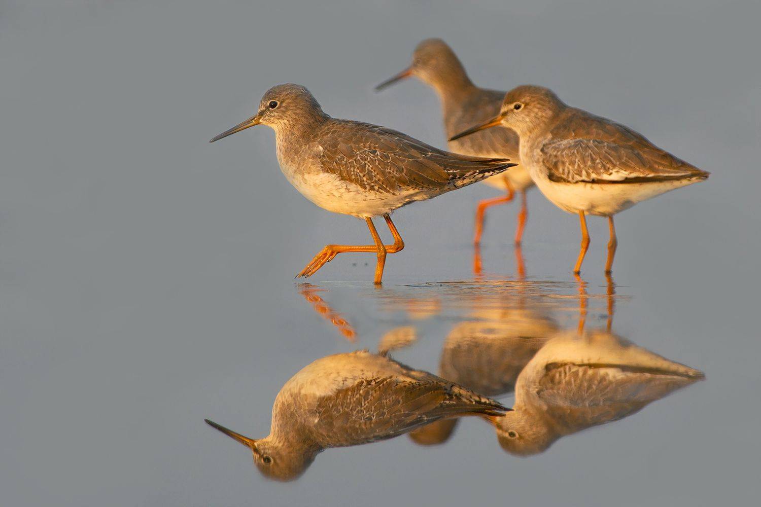 , Евгени Стефанов
