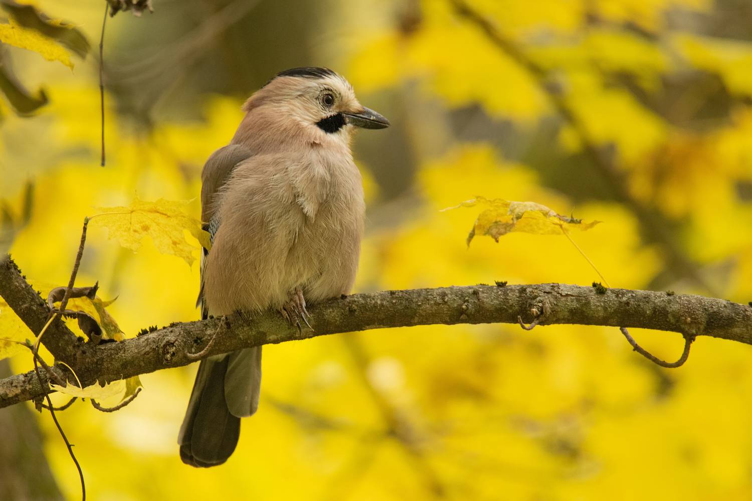 сойка,птицы,ставрополь, Денис Ветренко
