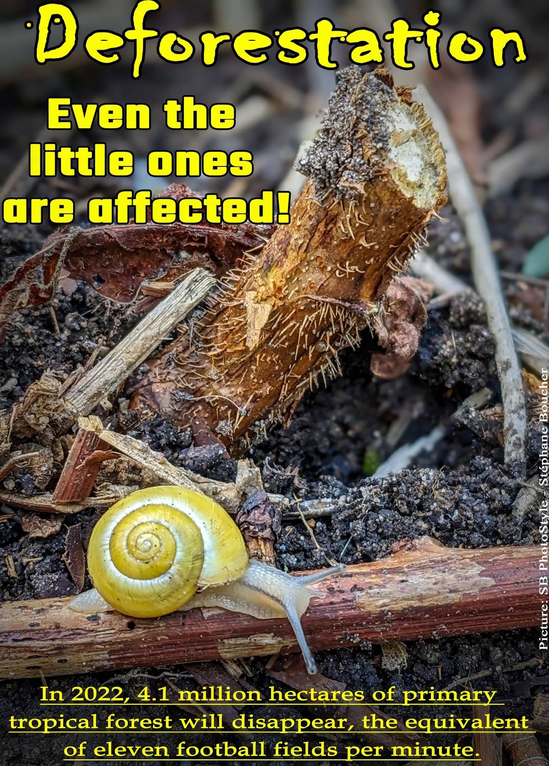 deforestation, forest, animal, species, extinction, nature, disappear, Stephane