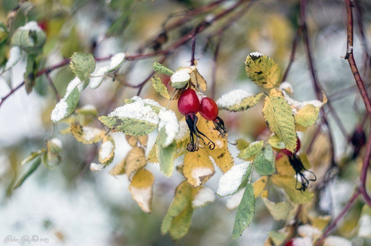 , Орлов Олег