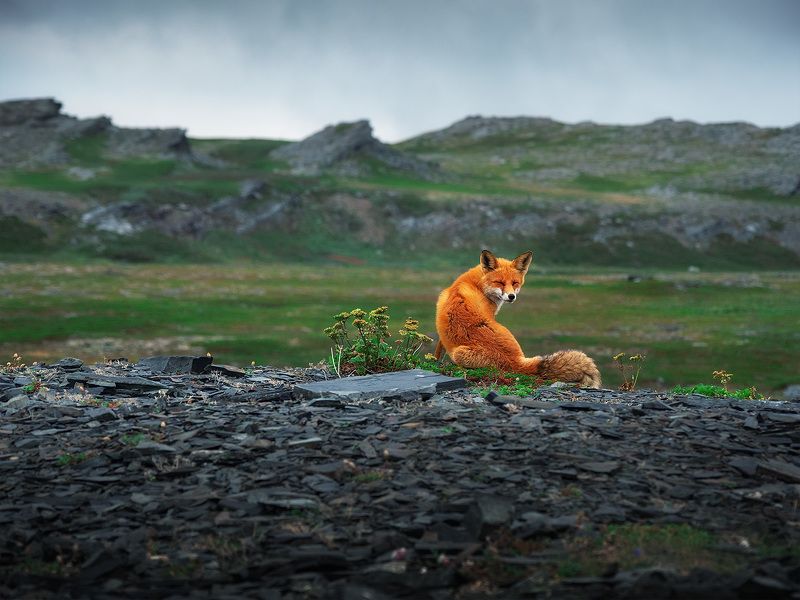 Лисичка на Кольском фото превью