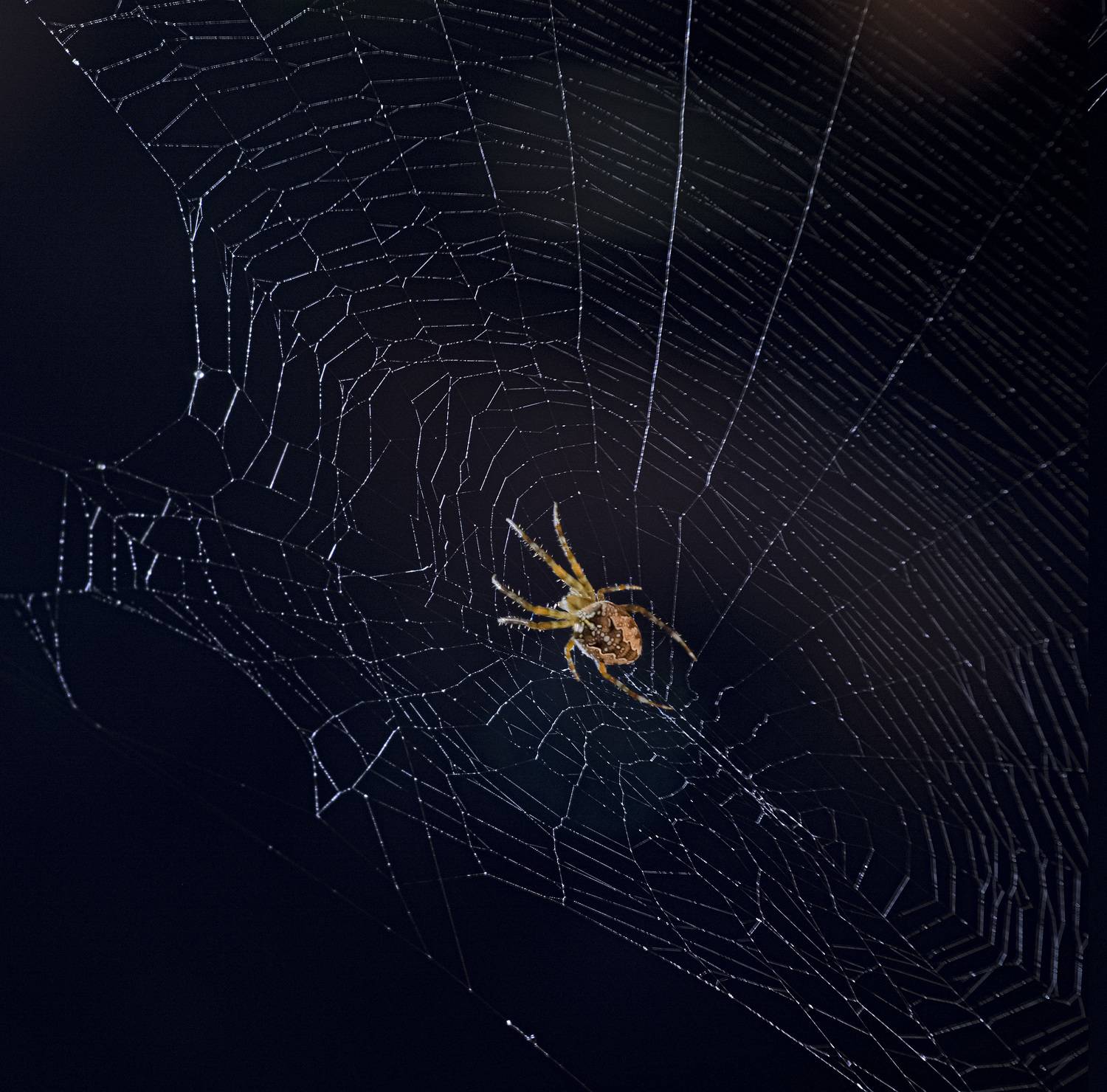 , Черновол Валентин