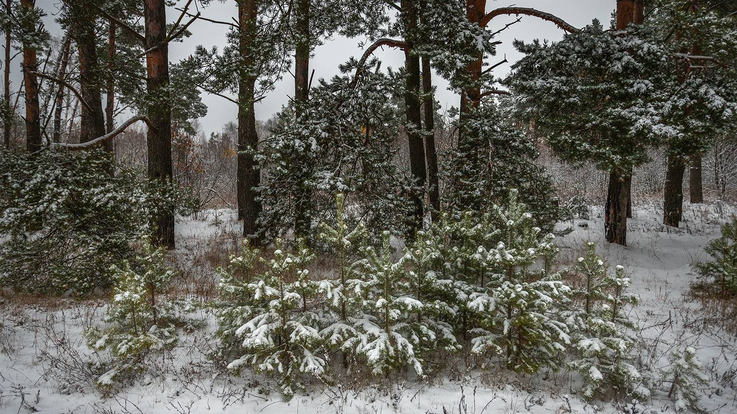 , Андреев Николай