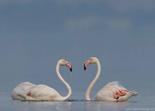 Greater flamingos