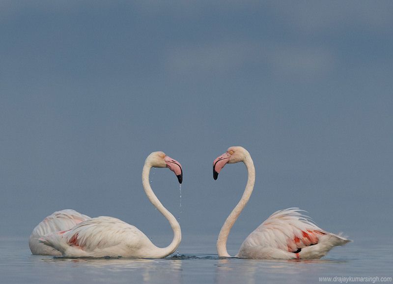Greater flamingos Greater flamingos фото превью